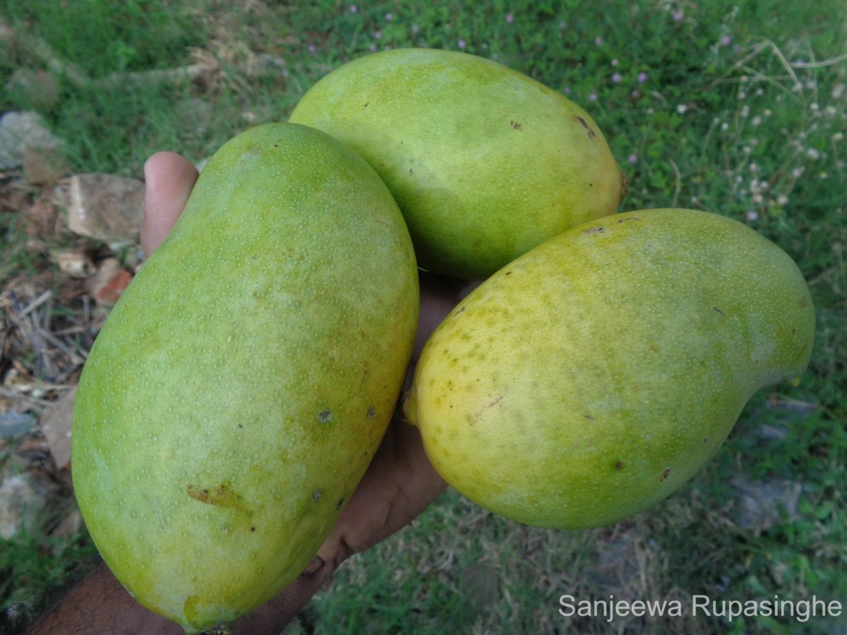 Mangifera indica L.